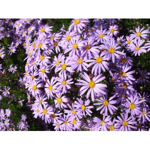 Astra Frikartova (Aster  frikartii) ´MÖNCH´ kont. P9